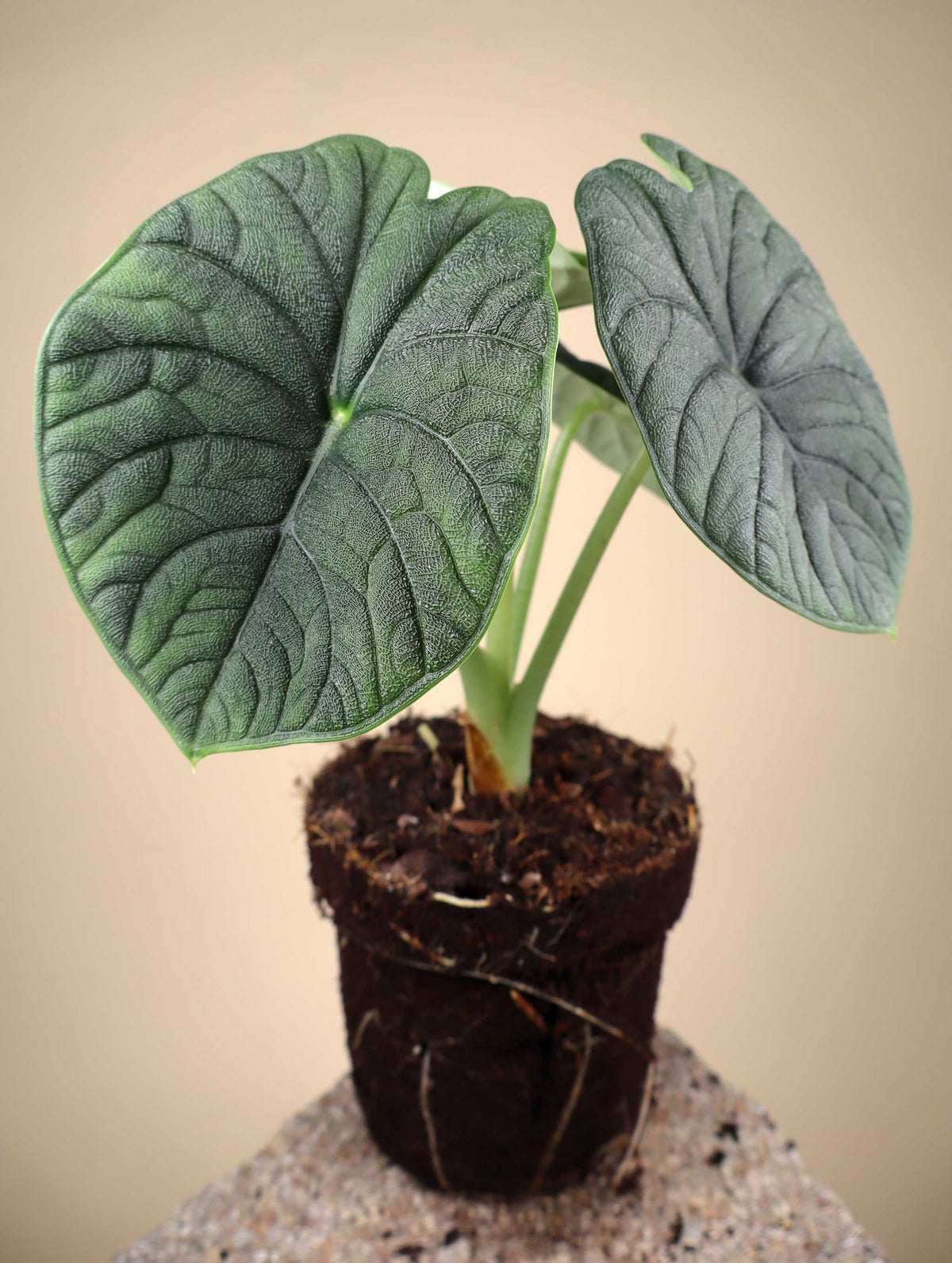 Alocasia melo
