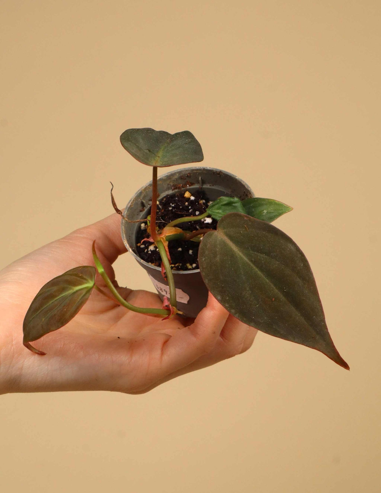 Philodendron hederaceum var. hederaceum 'Micans'