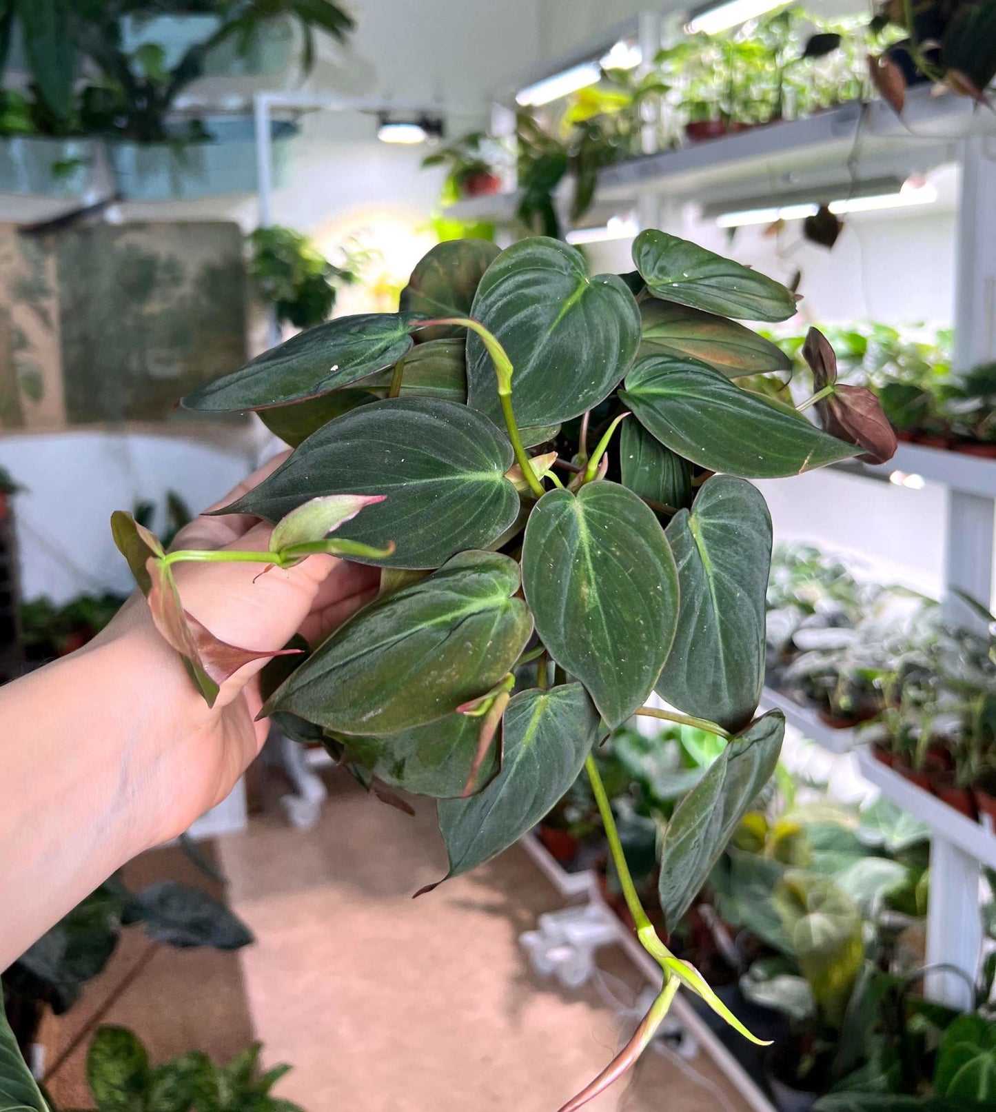 Philodendron micans