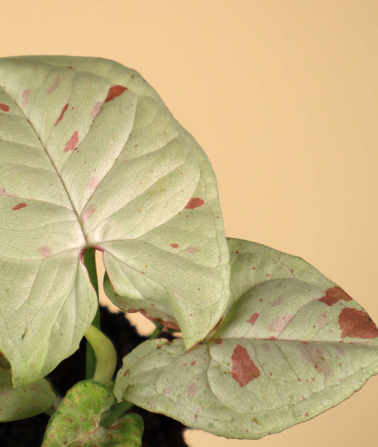 Syngonium 'Milk Confetti'