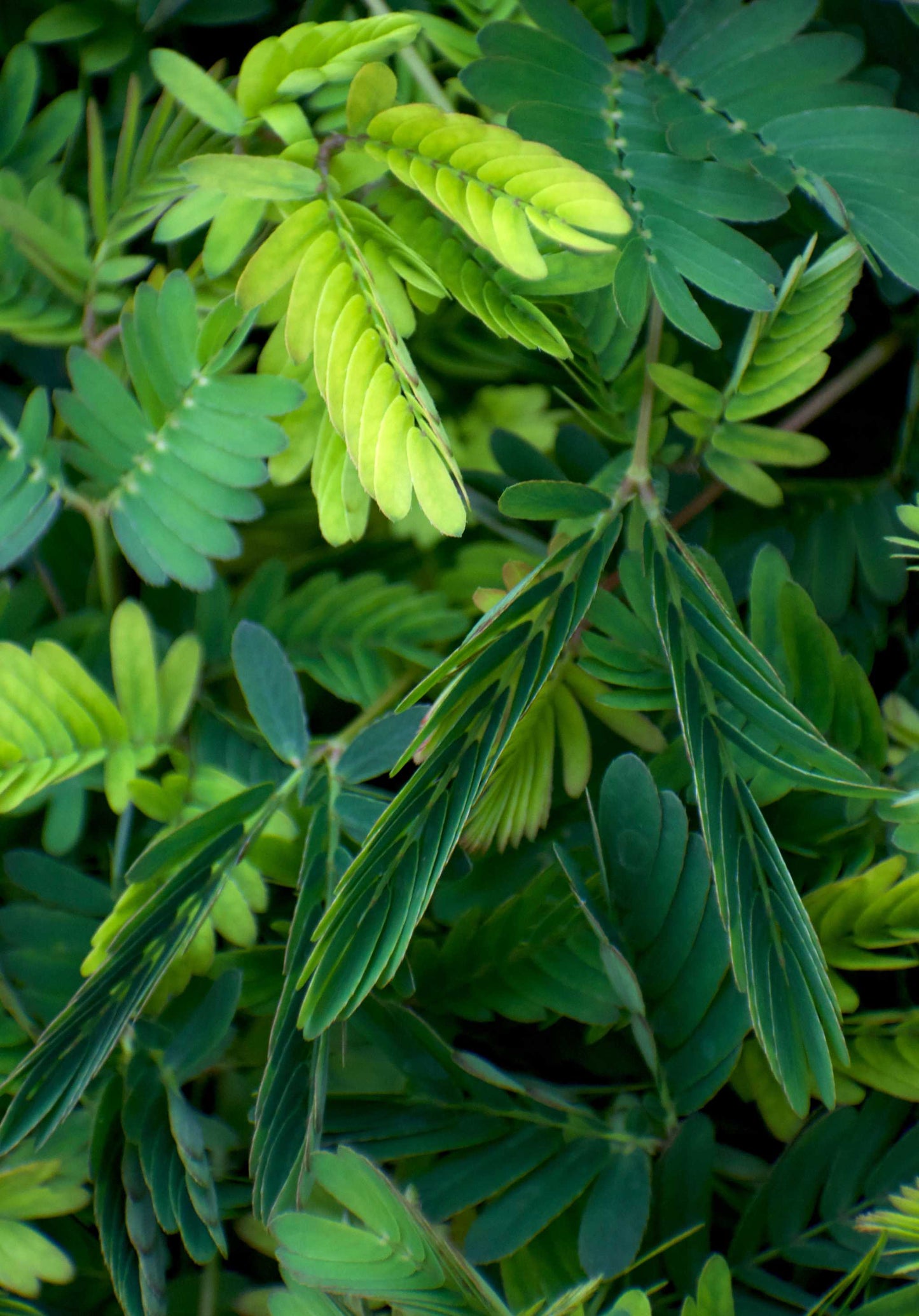 Sensitiva 'Mimosa pudica'