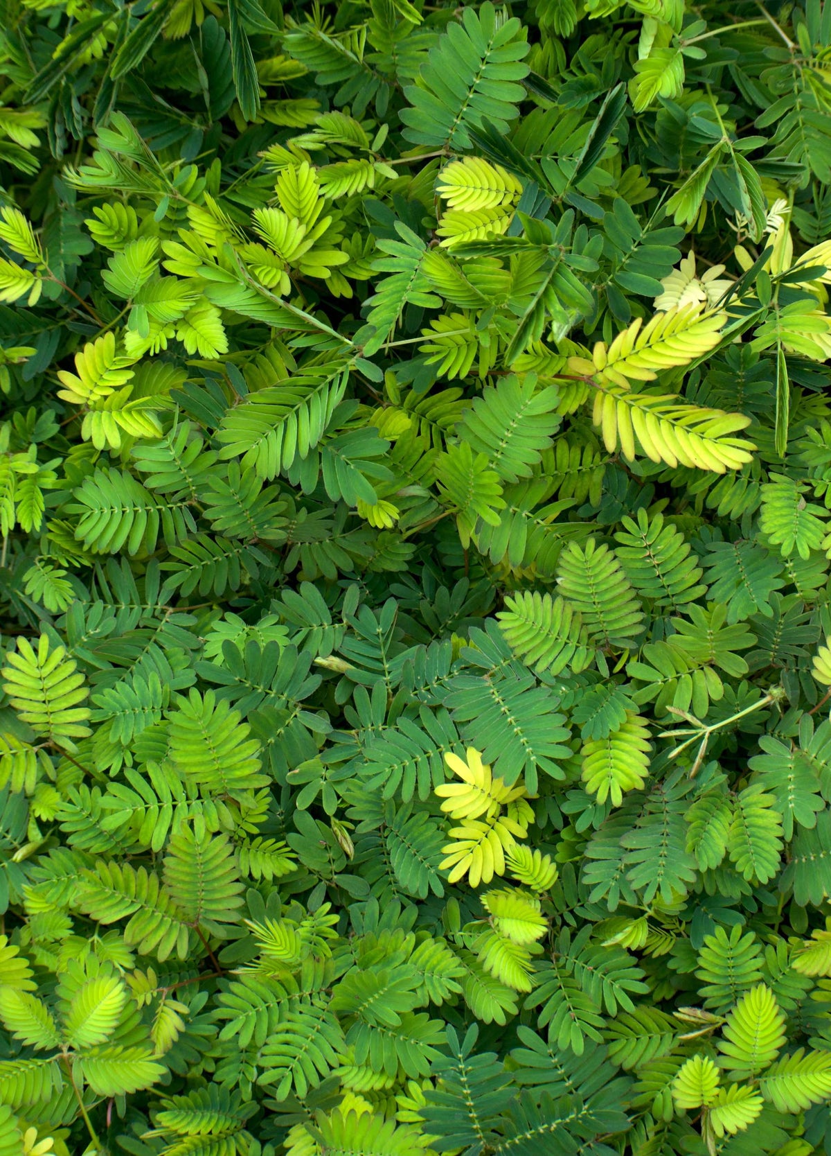 Sensitiva 'Mimosa pudica'