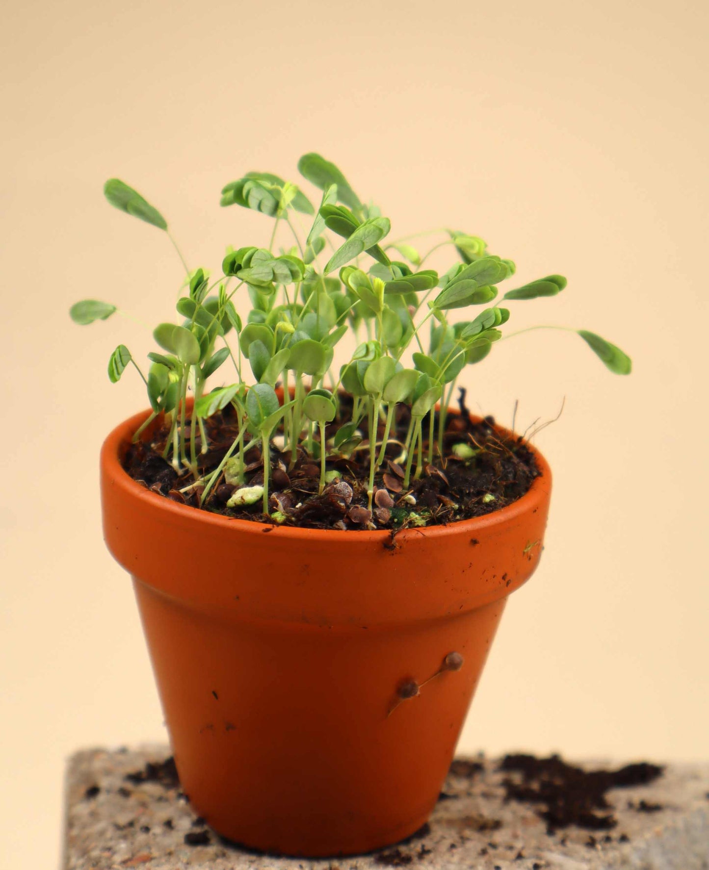 Sensitive 'Mimosa pudica'