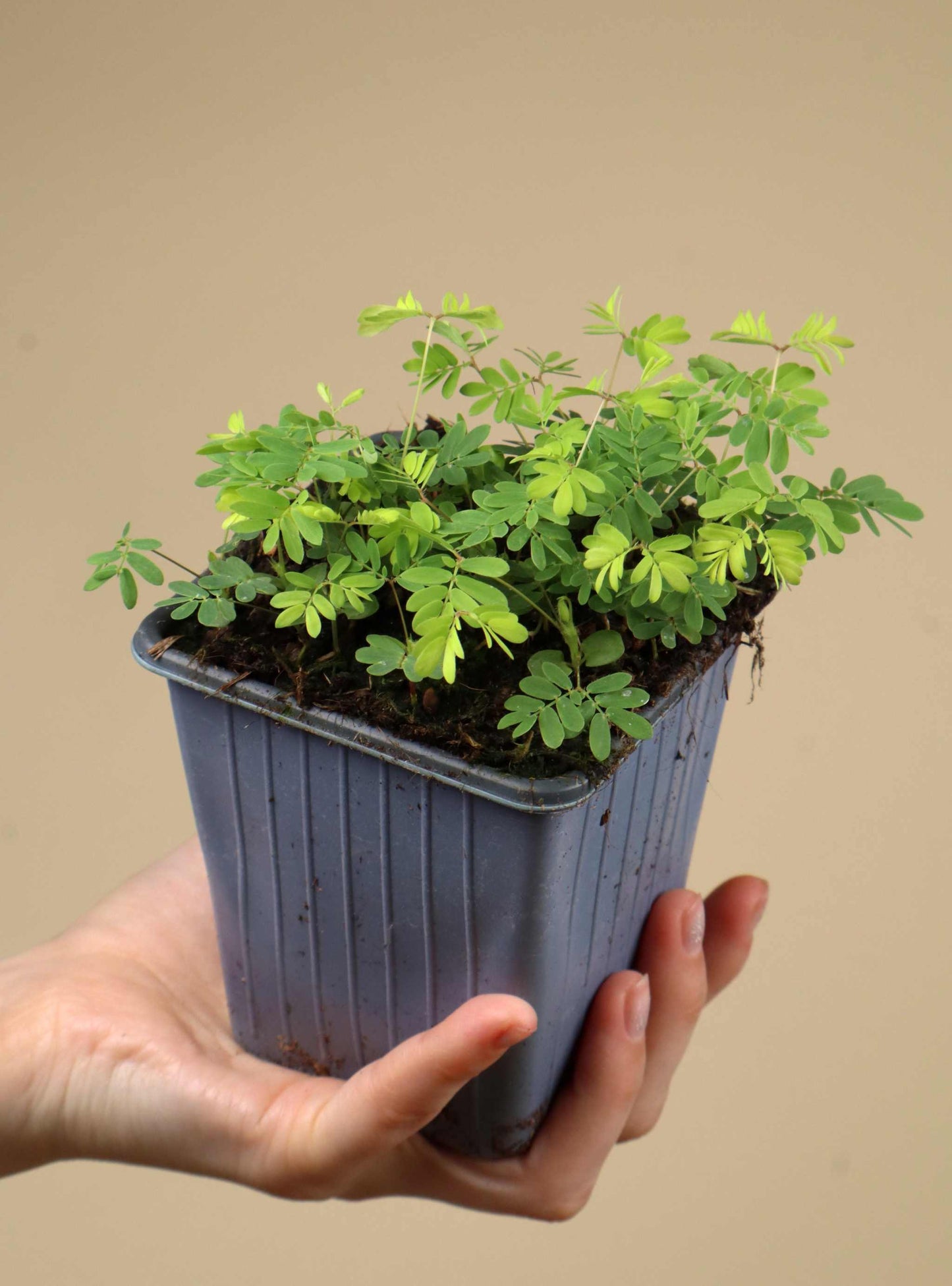 Sensitiva 'Mimosa pudica'