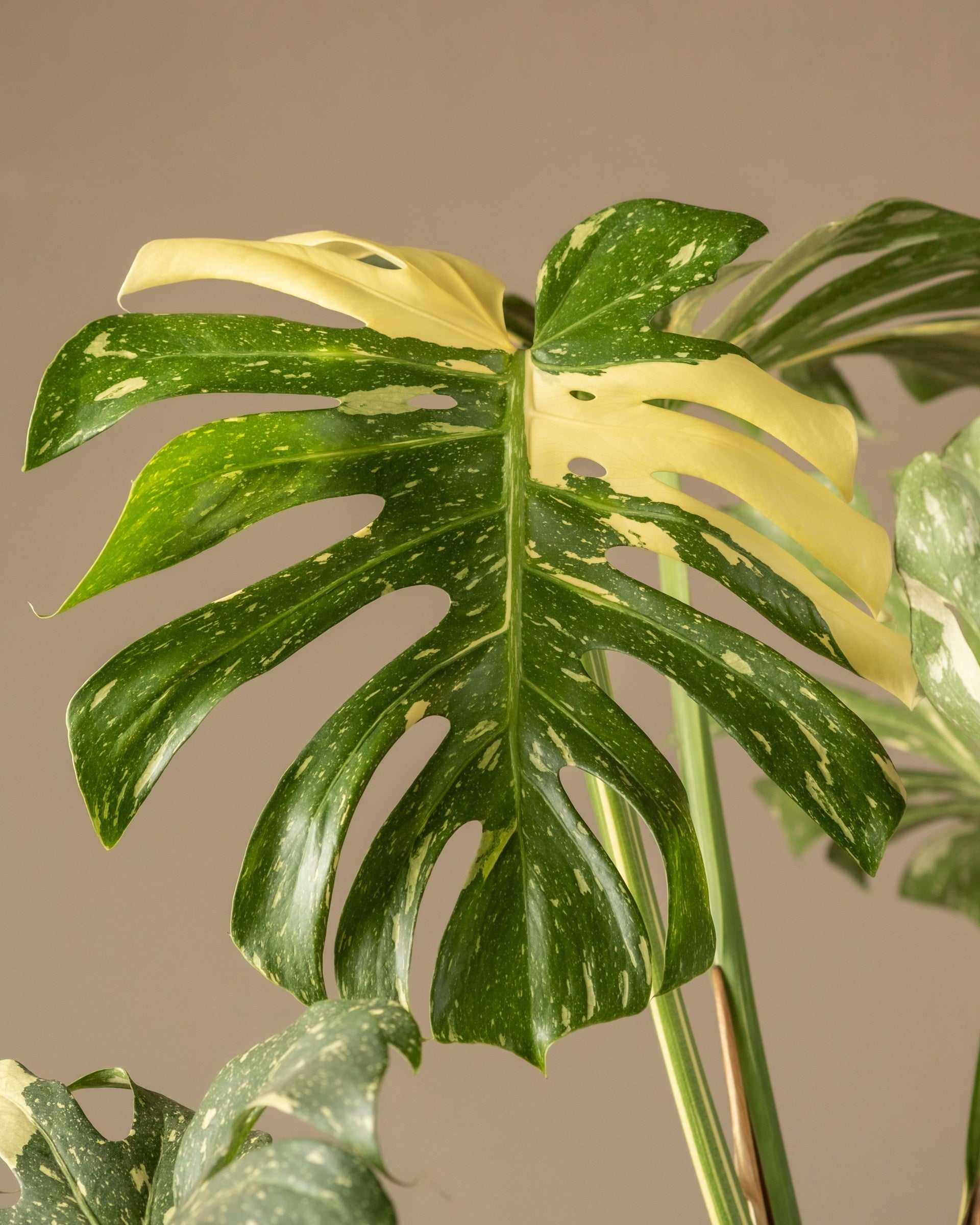 monstera deliciosa var thai constellation Buy Monstera Thai Constellation