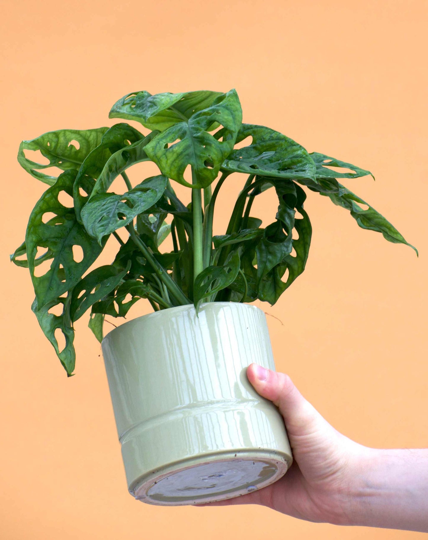 Monstera adansonii 'Monkey mask' i kruka
