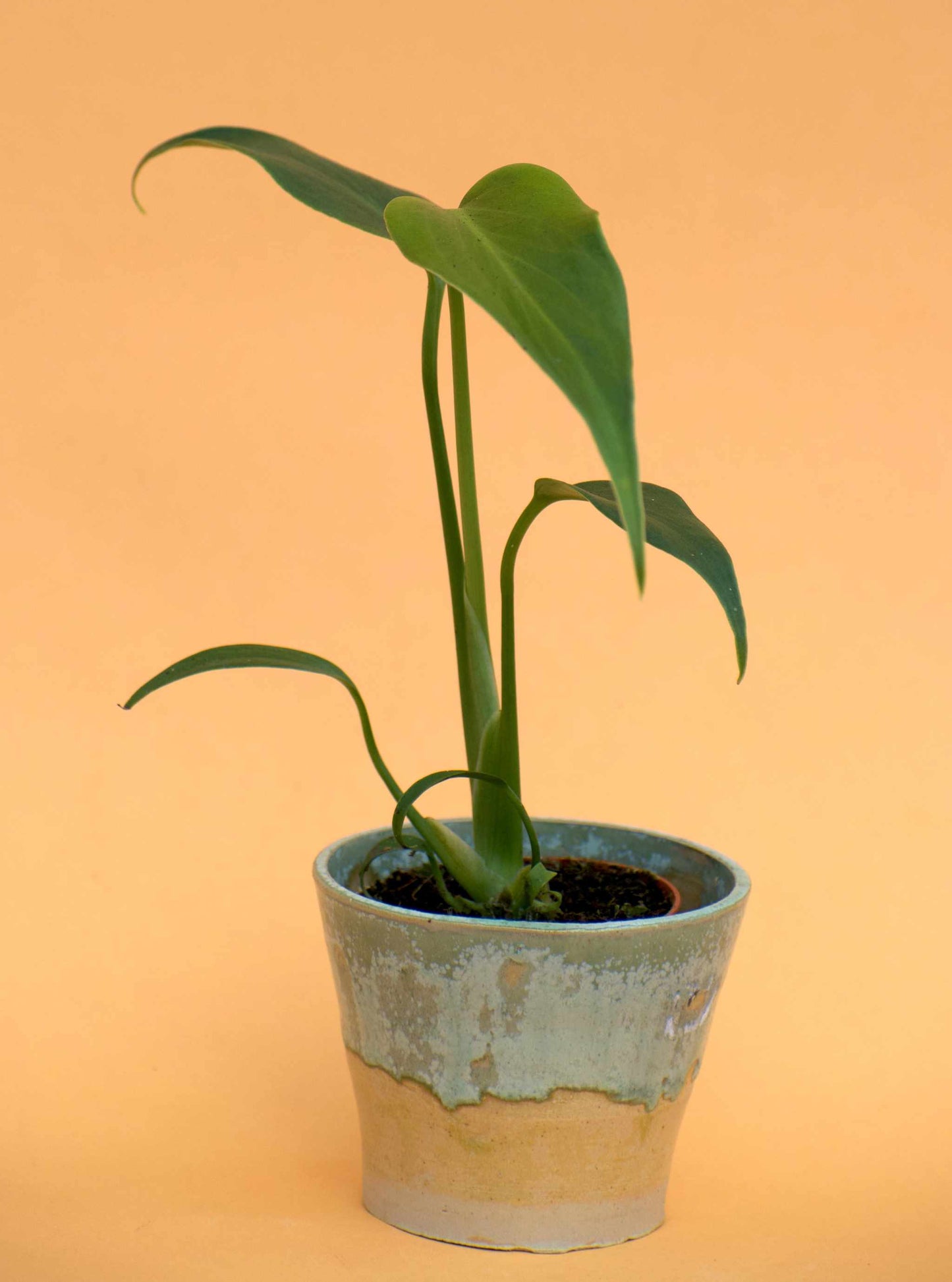 Monstera Burle Marx Flame