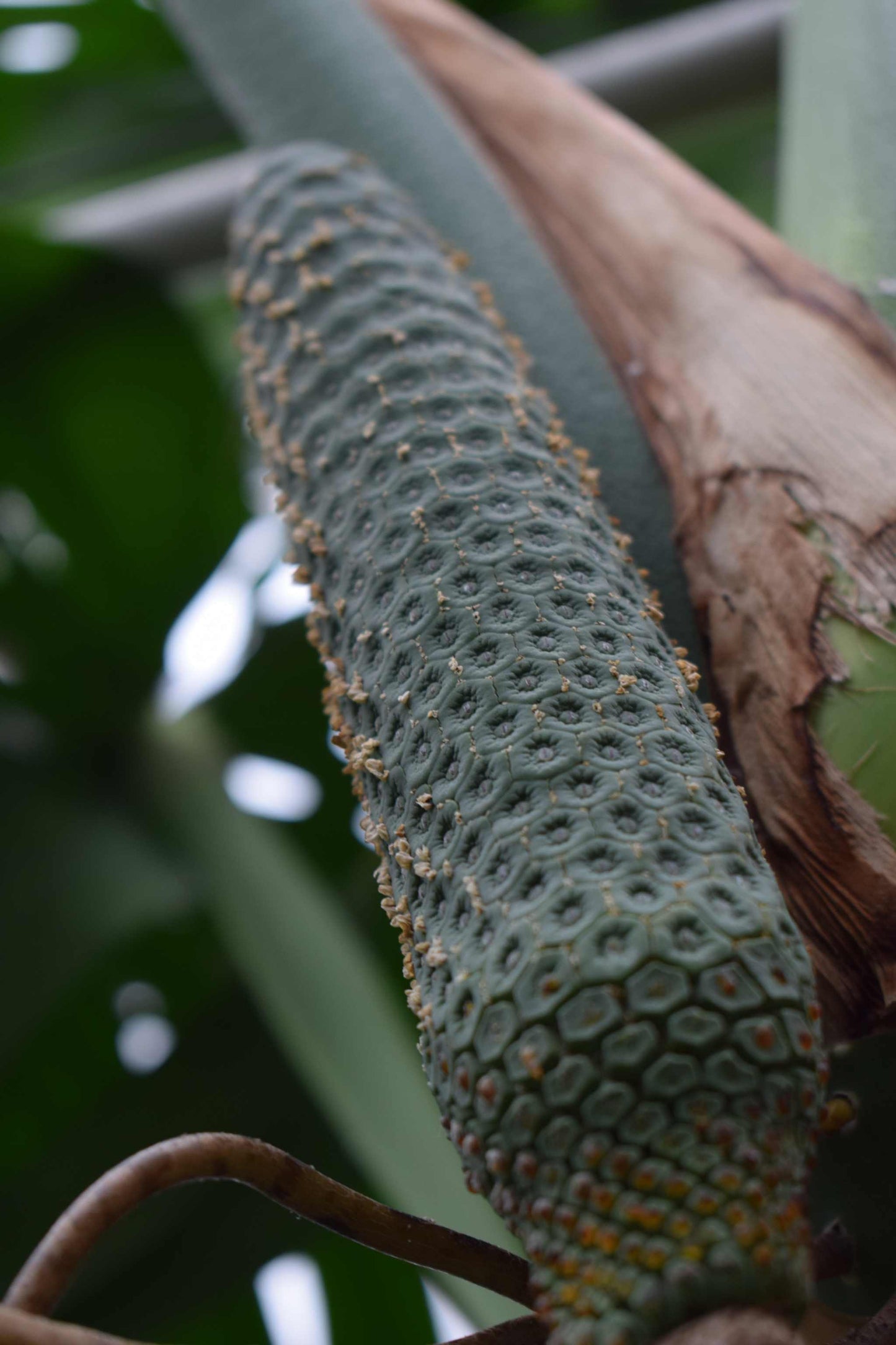 monstera frukt