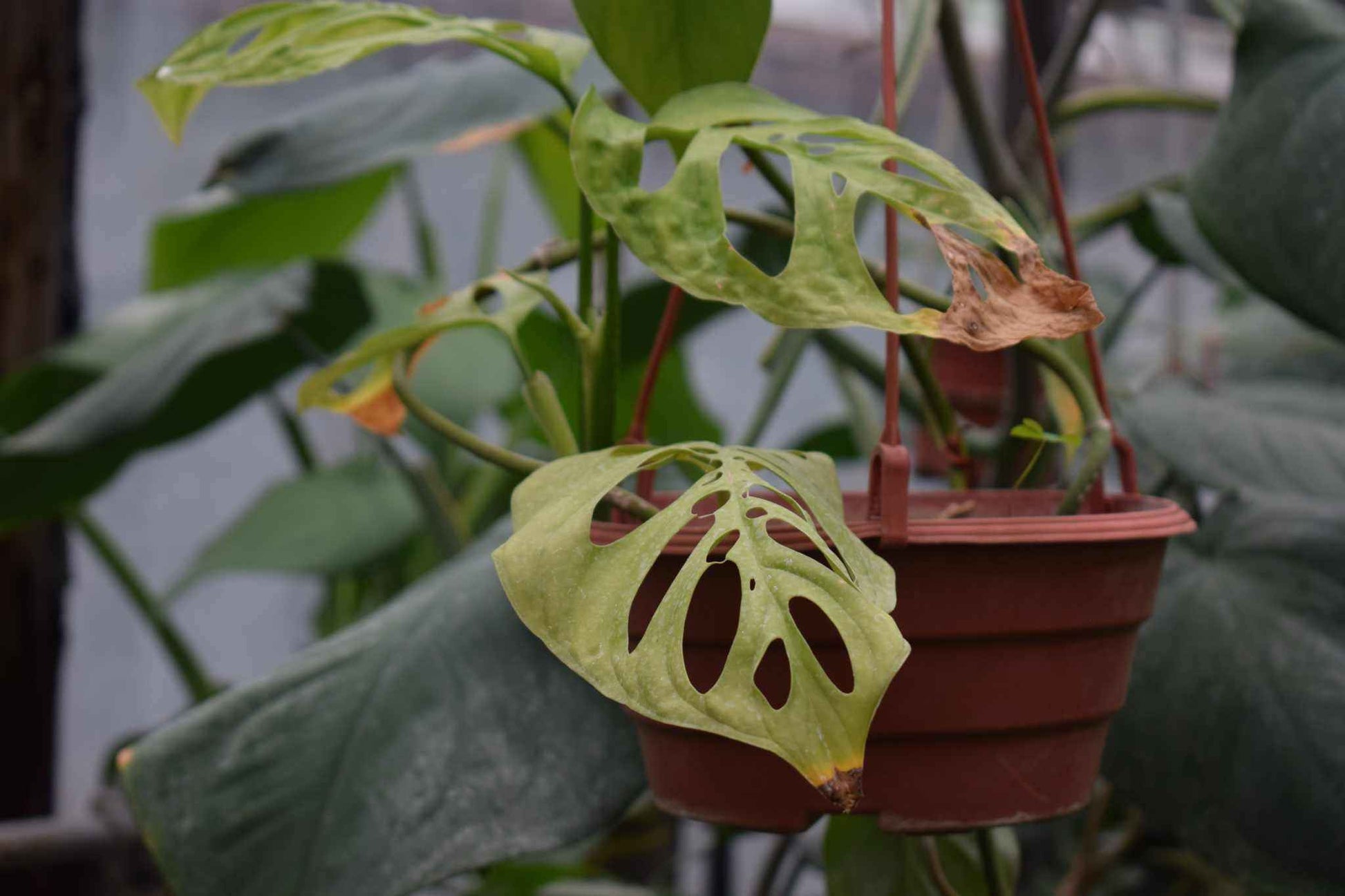 Billig växt med gula blad