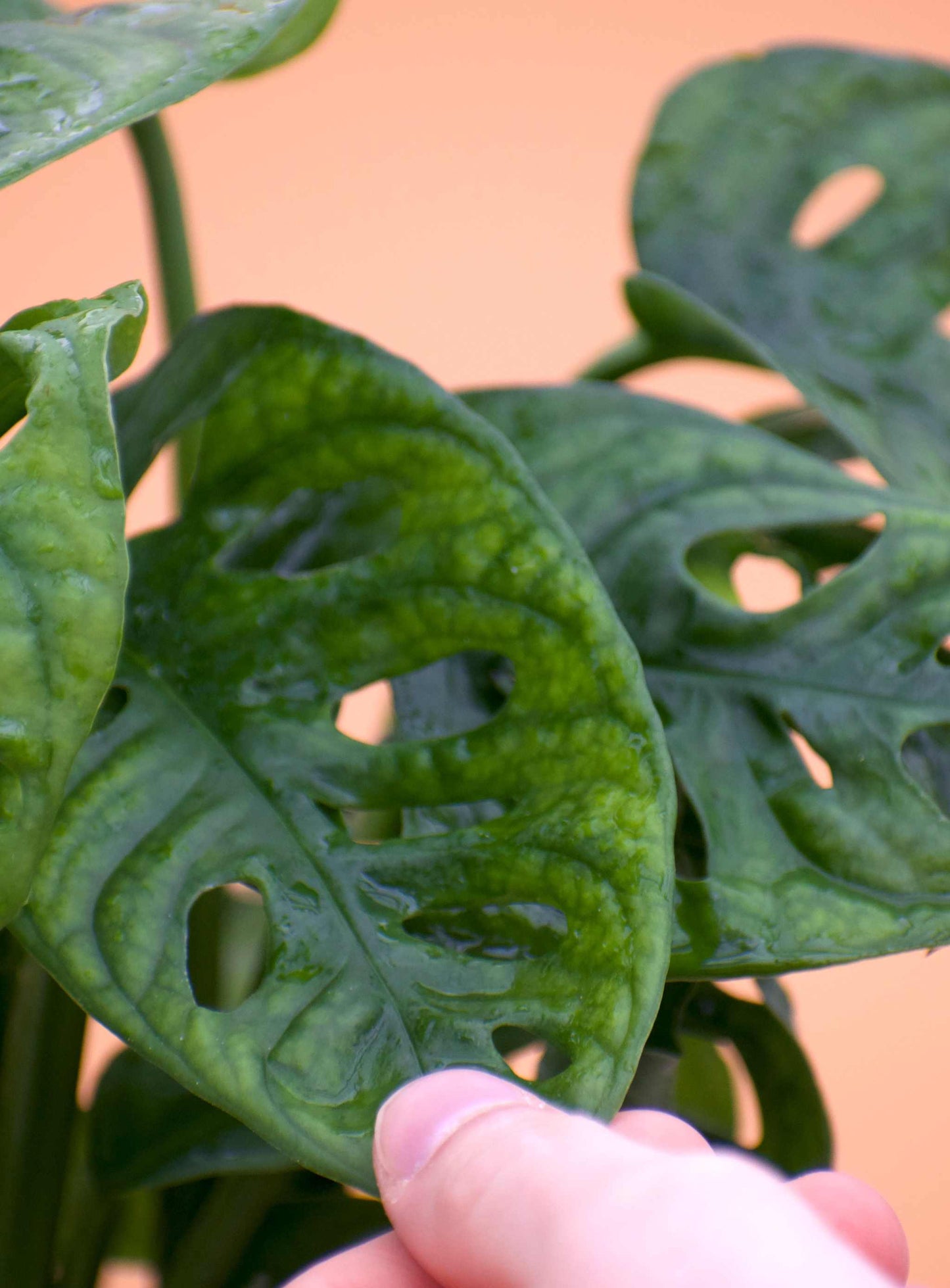Monstera adansonii 'Monkey mask' blad