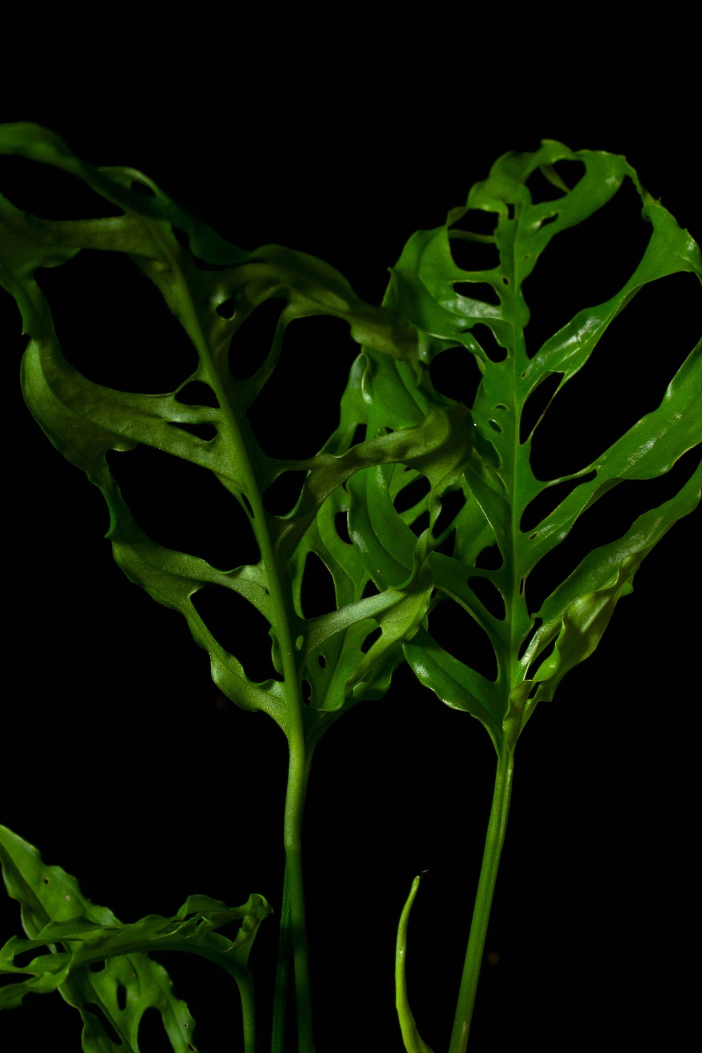 monstera obliqua peru