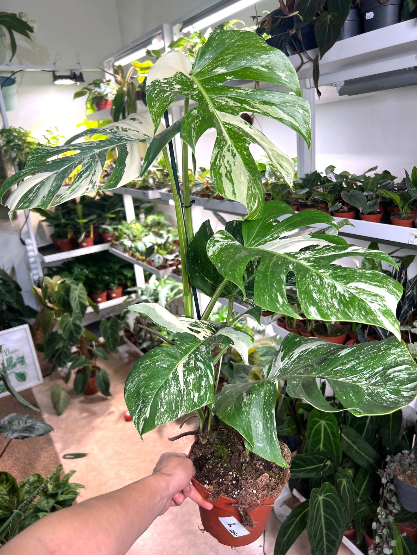 Monstera albo variegata