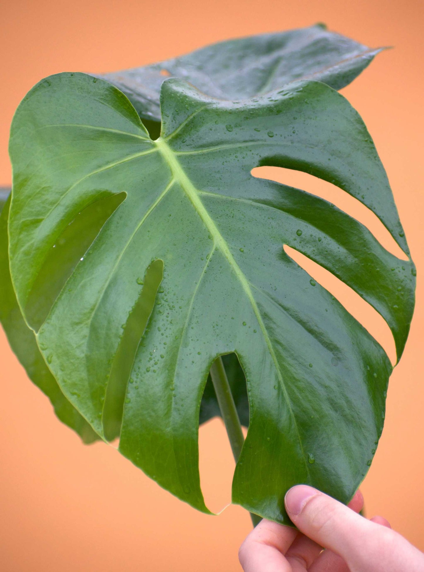 Monstera deliciosa