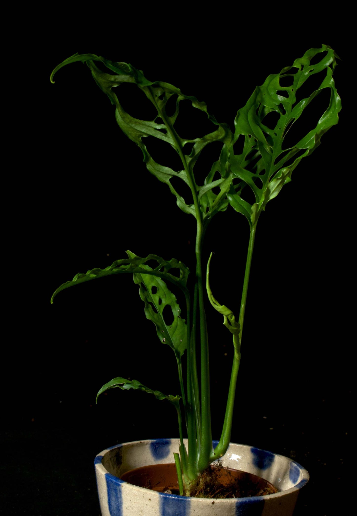 monstera obliqua peru