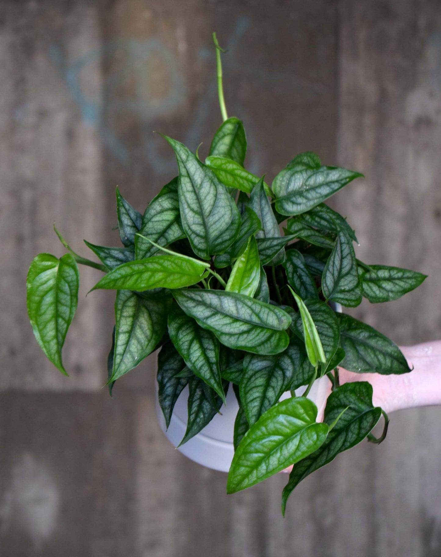Monstera siltepecana