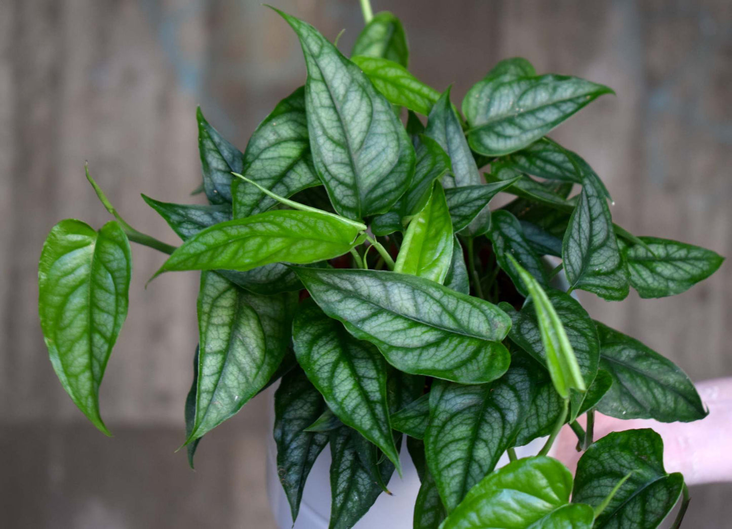 Monstera siltepecana