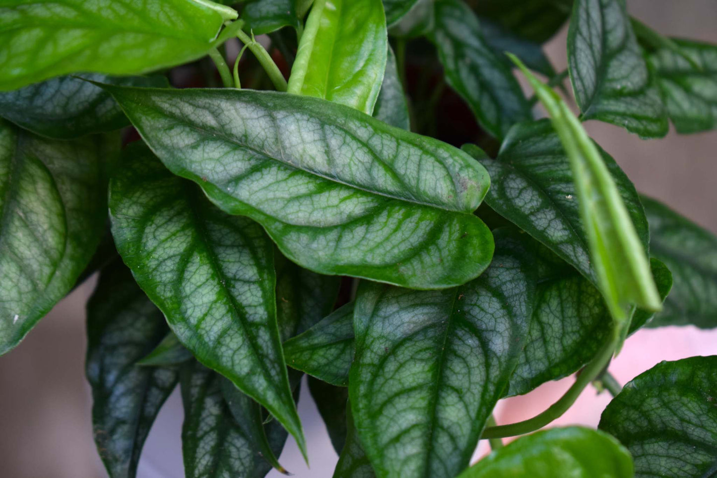 Monstera siltepecana