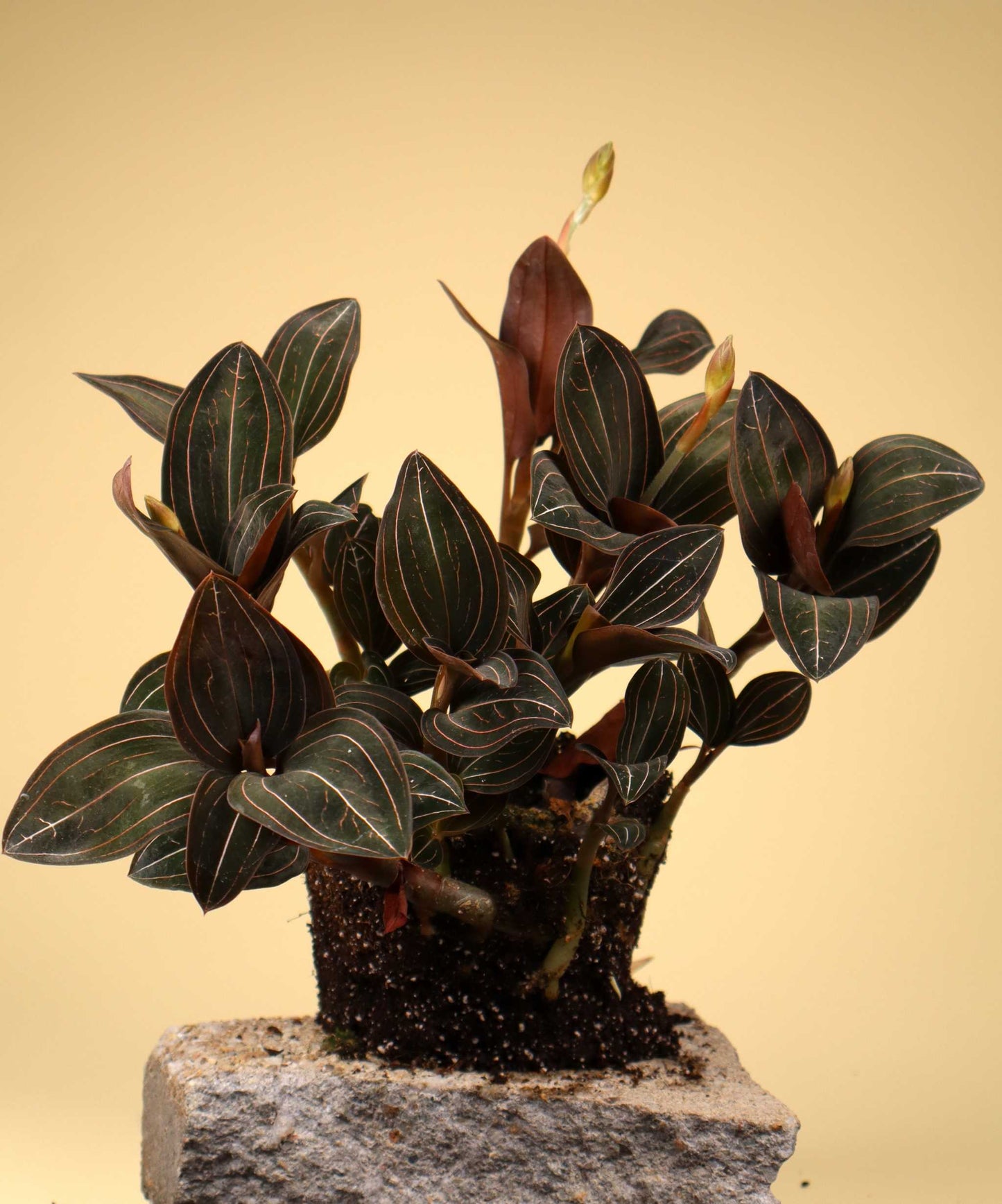 Ludisia discolor 'Juvelorkidé'