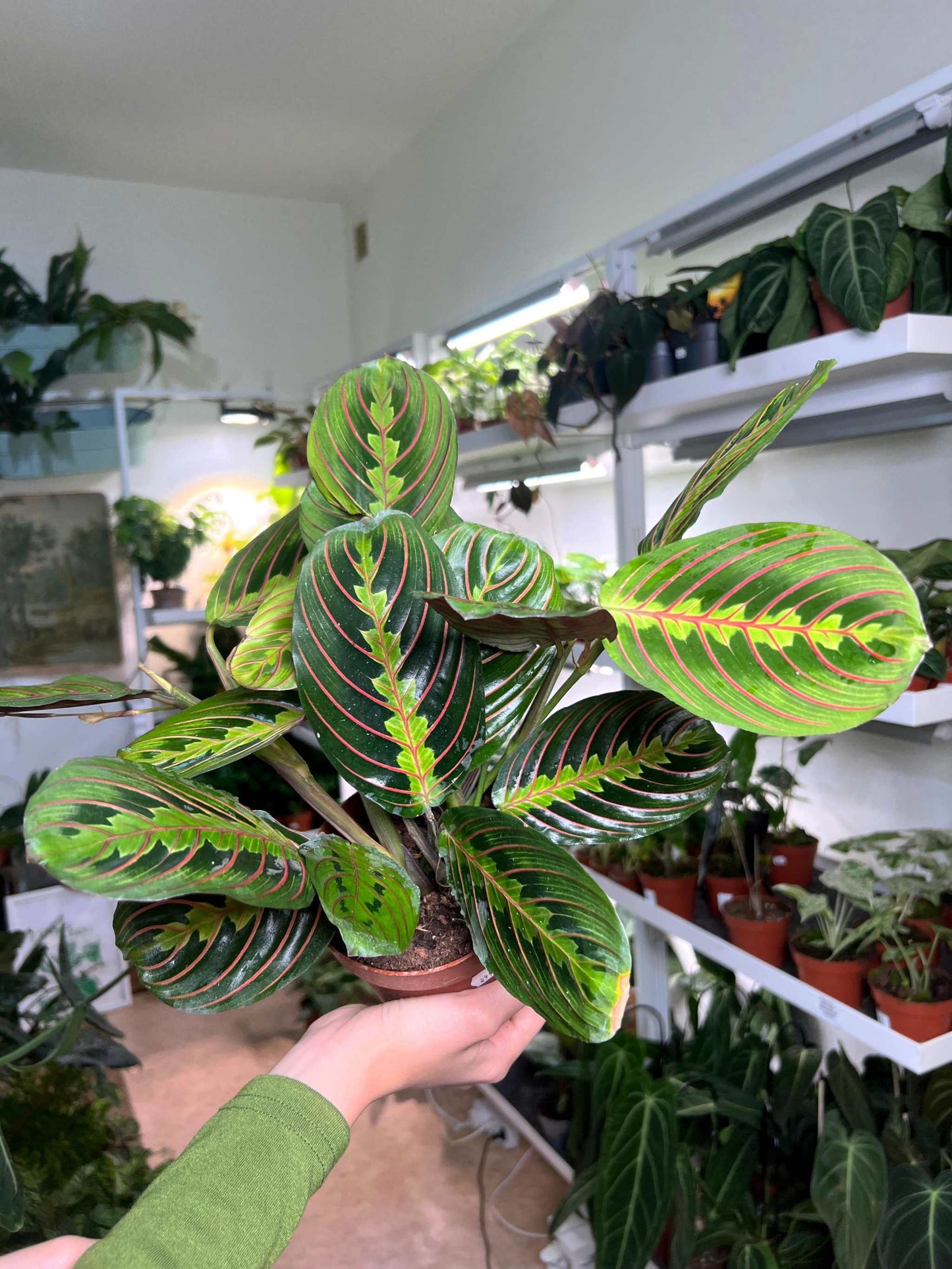 Moses stentavlor 'Maranta leuconeura'