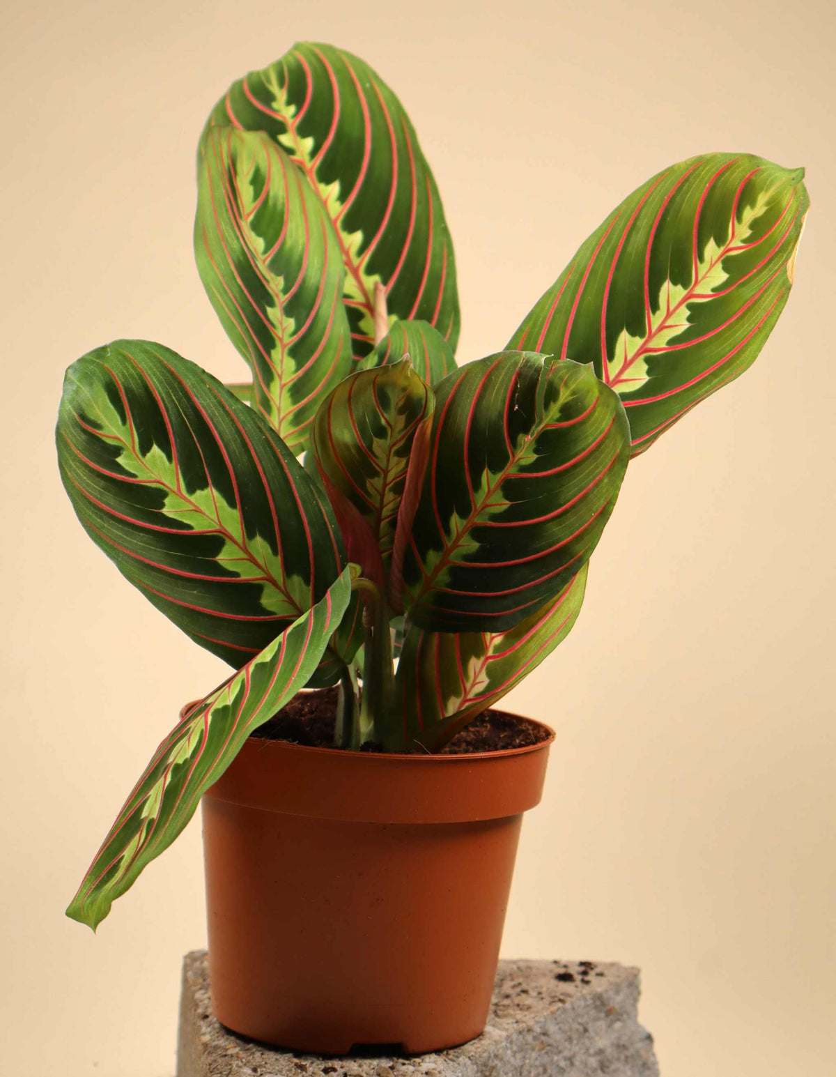 Moses stentavlor 'Maranta leuconeura' Tricolor