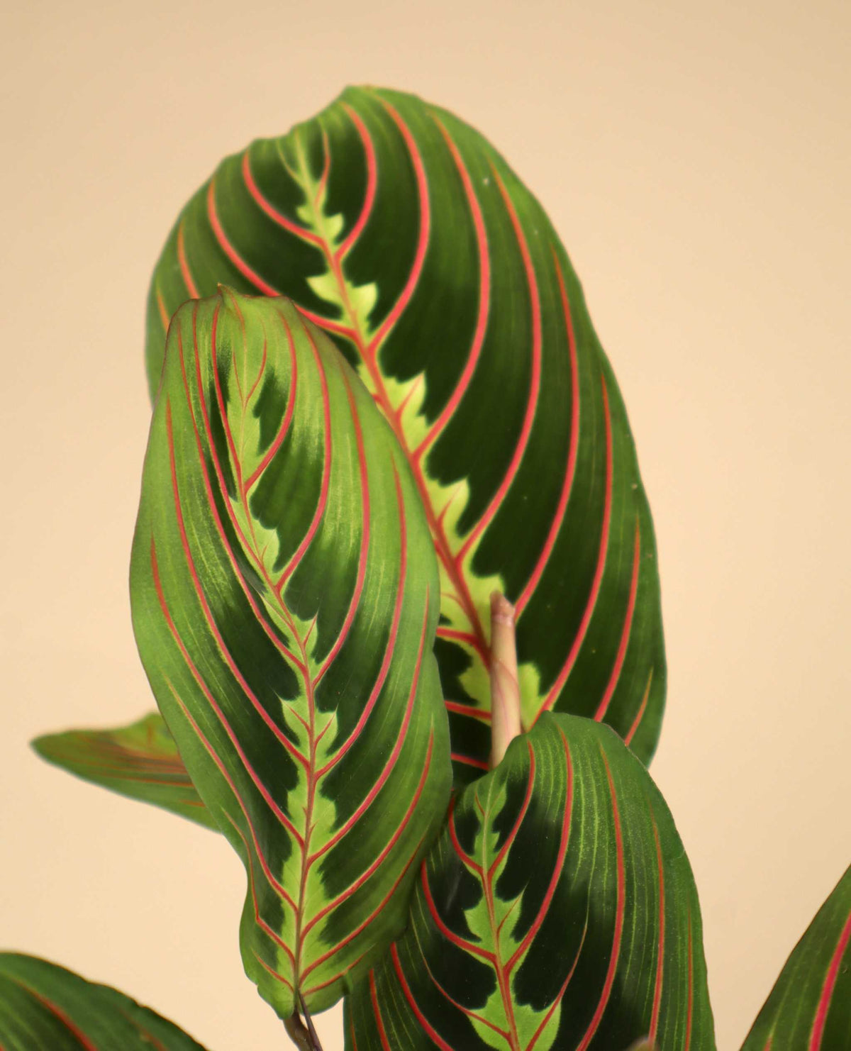 Moses stentavlor 'Maranta leuconeura' Tricolor