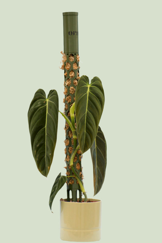 Moss pile self-watering