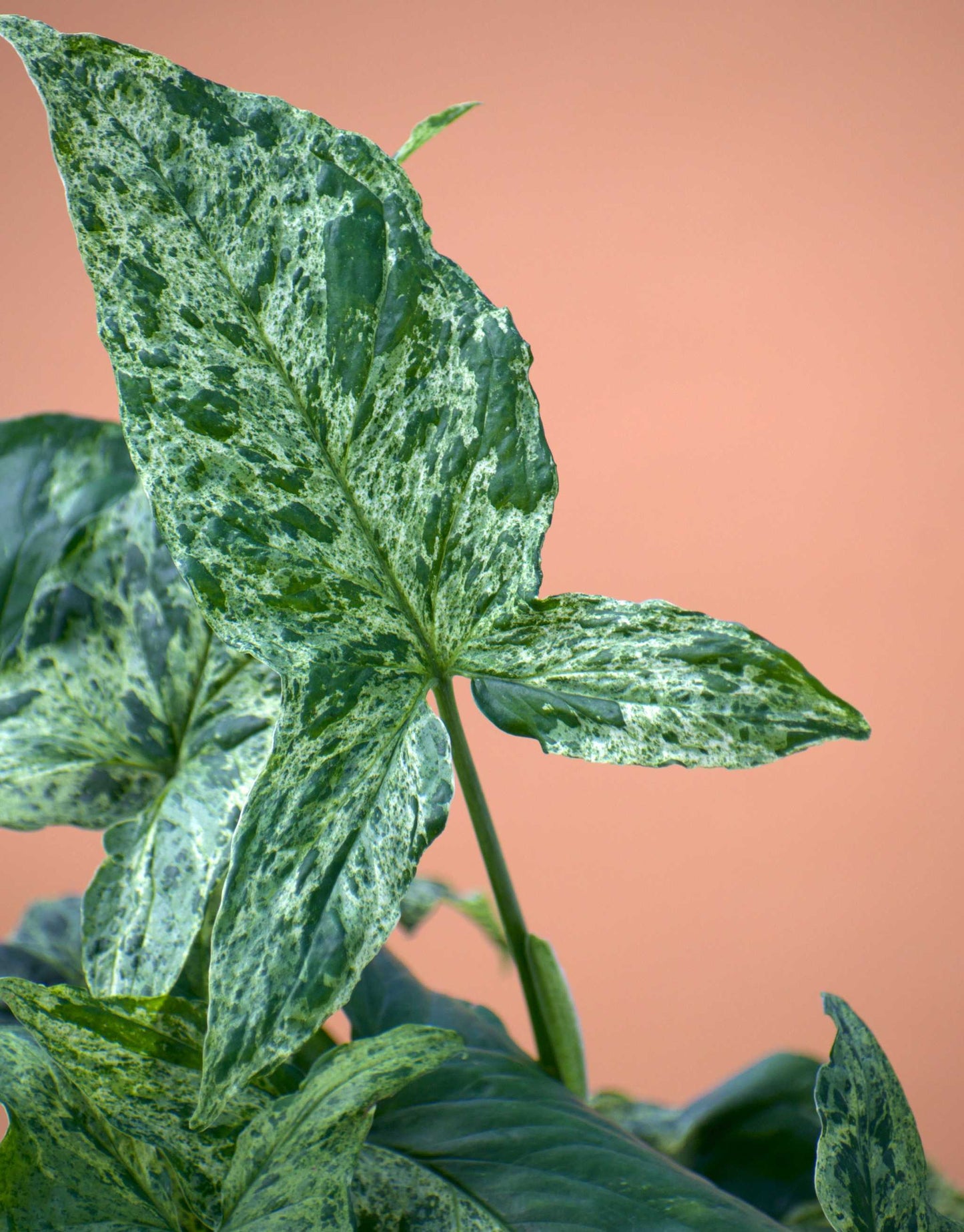 Syngonium podophyllum 'Mottled'