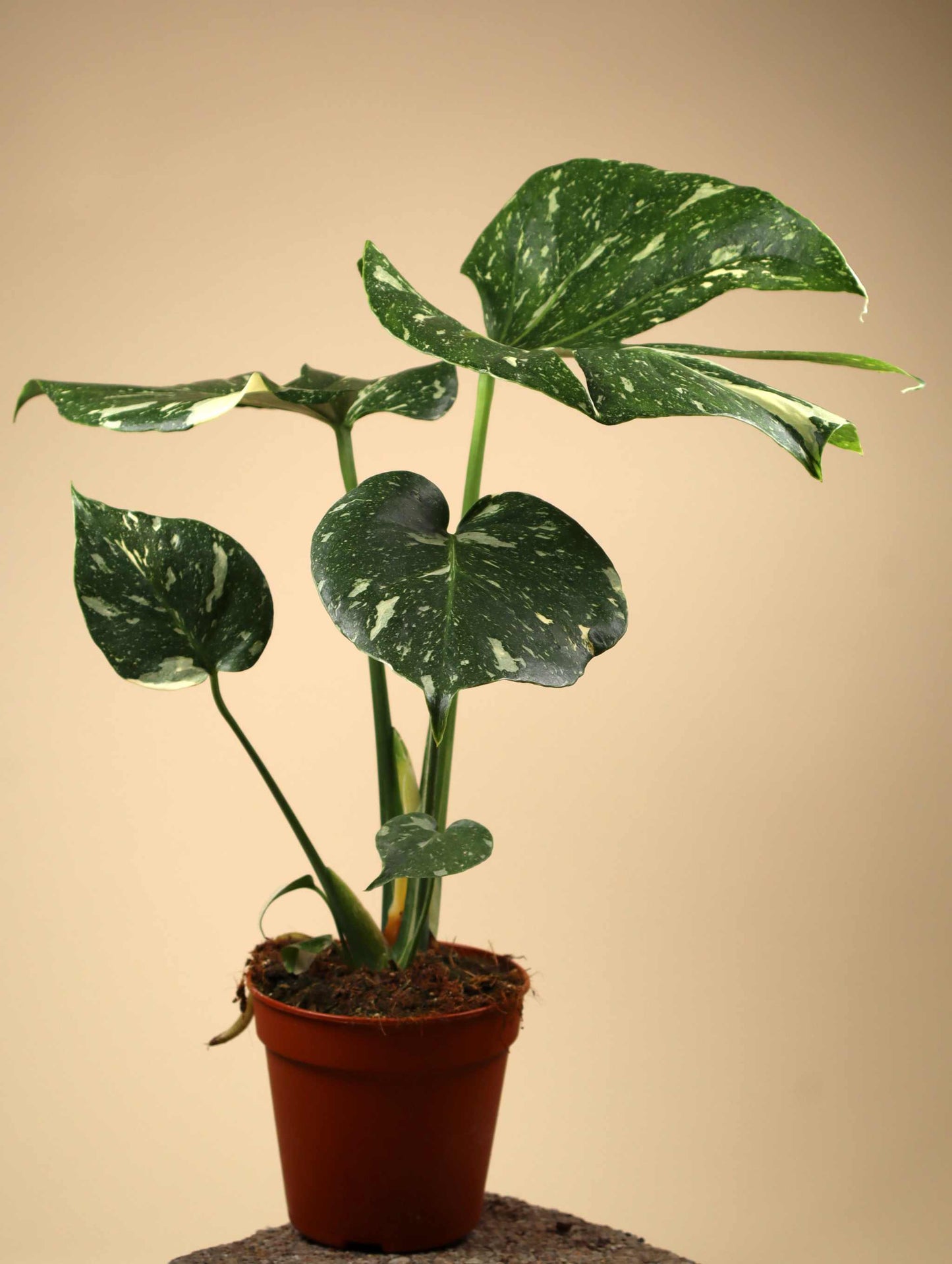 Monstera Thai Constellation