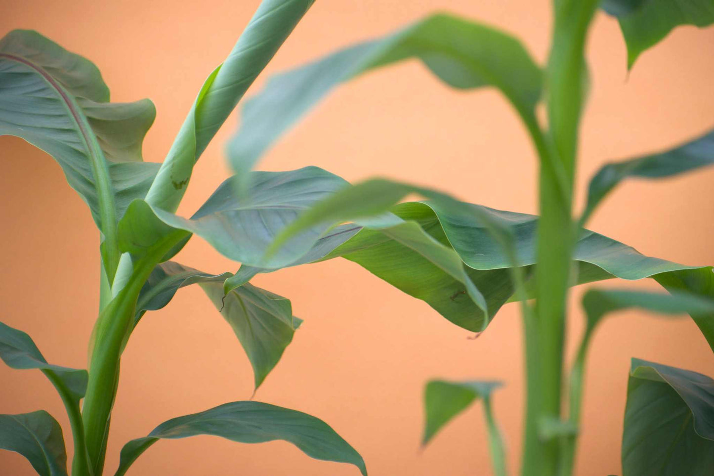 Musa basjoo (frosttåligt bananträd)