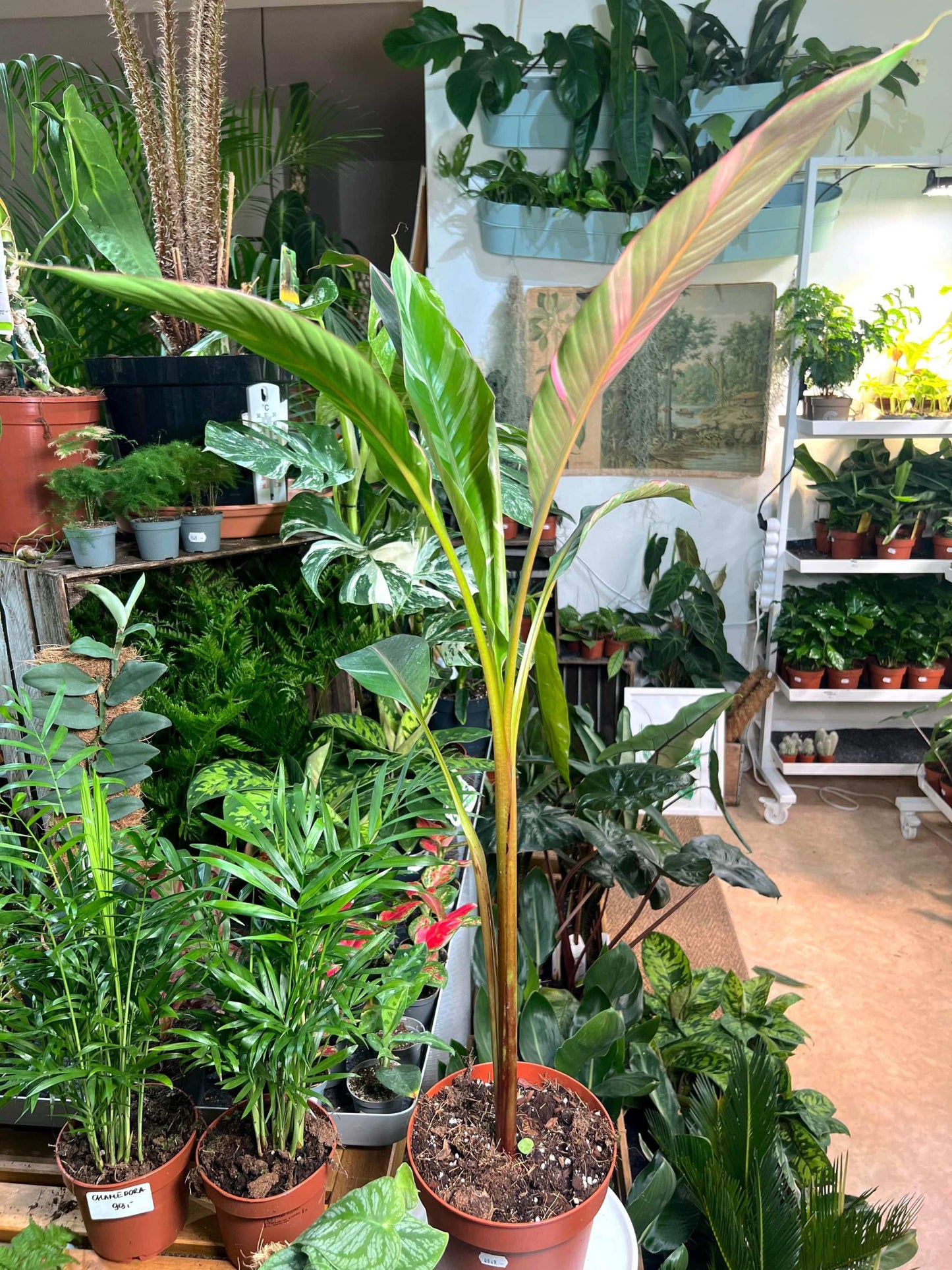 Musa Nono 'Hot pink banana'