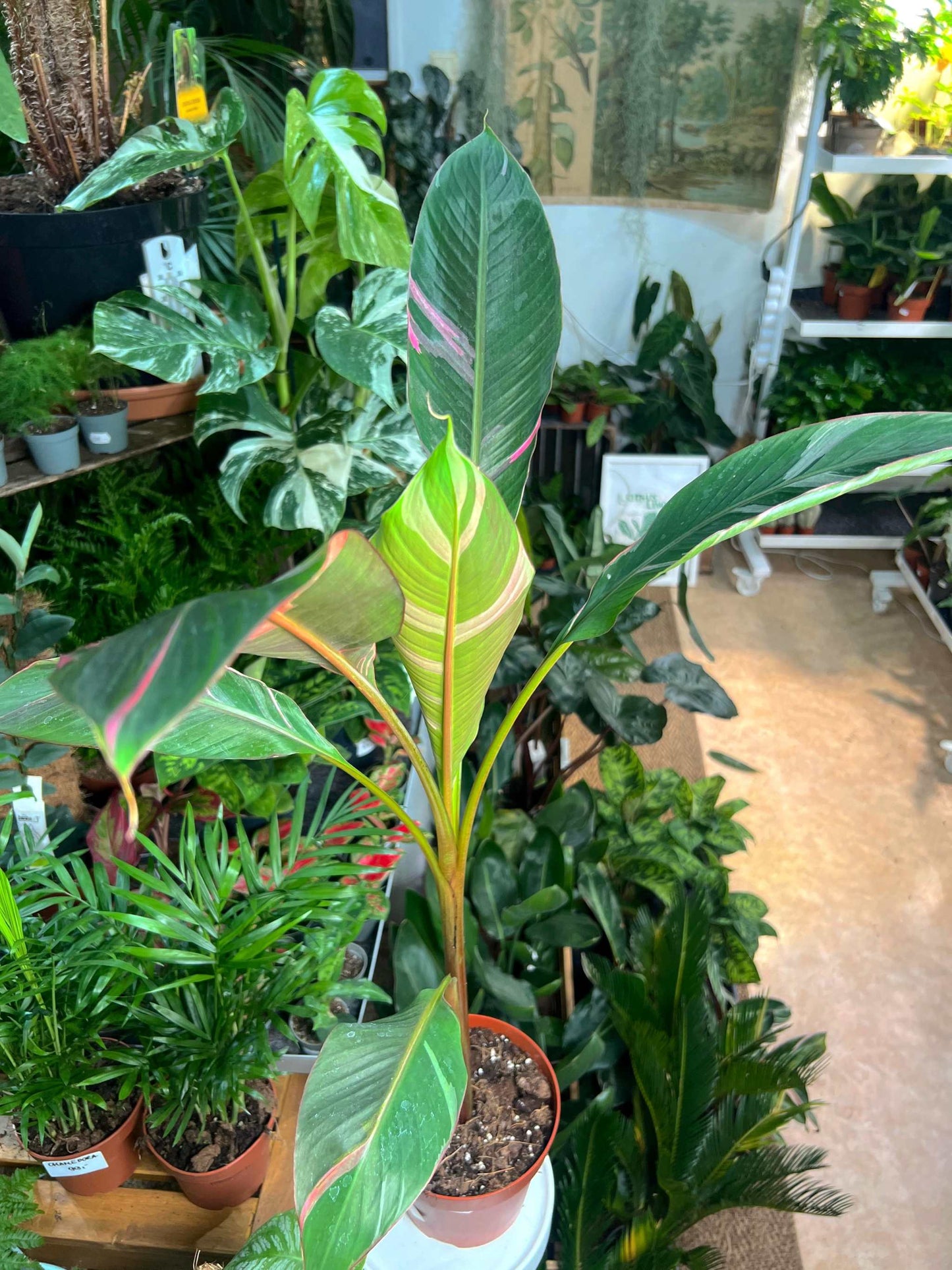 Musa Nono 'Hot pink banana'