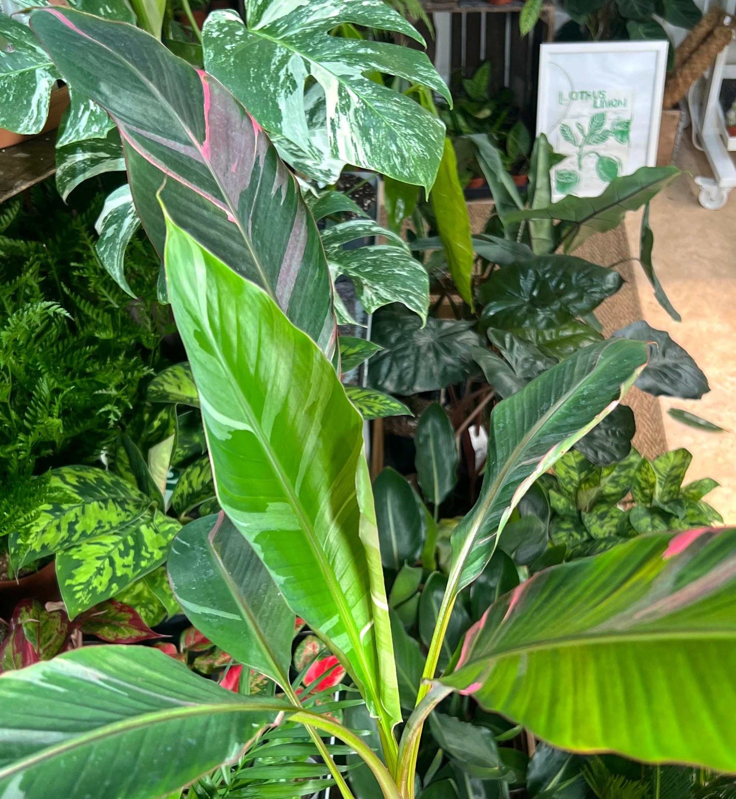 Musa Nono 'Hot pink banana'