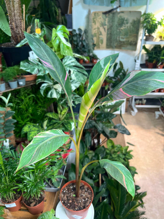 Musa Nono 'Hot pink banana'