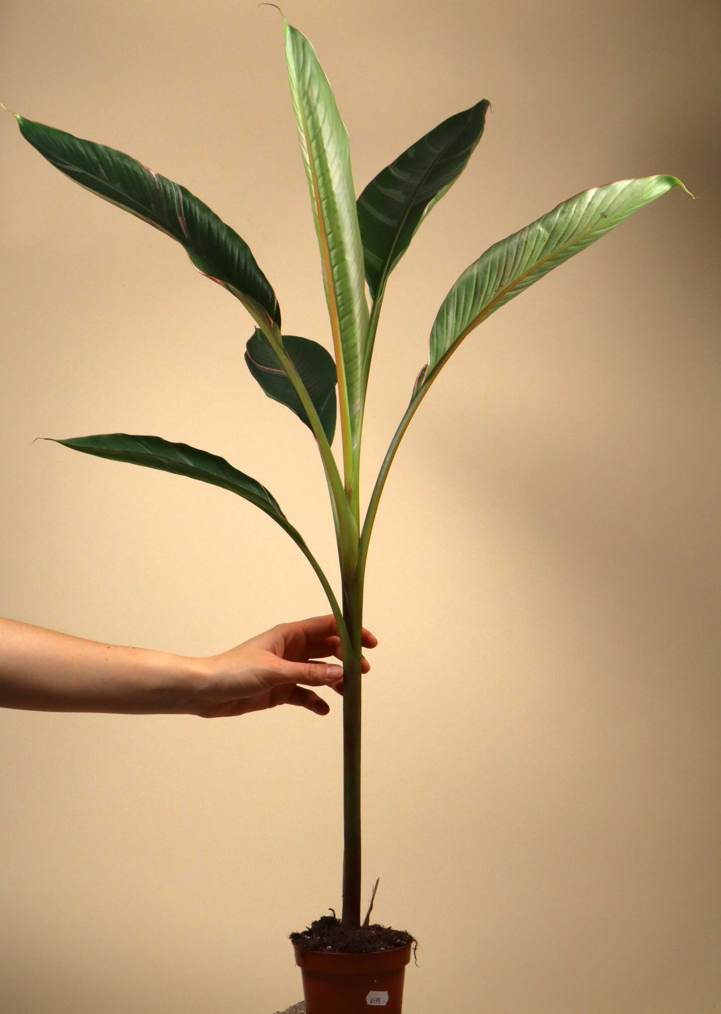 Musa Nono 'Hot pink banana'