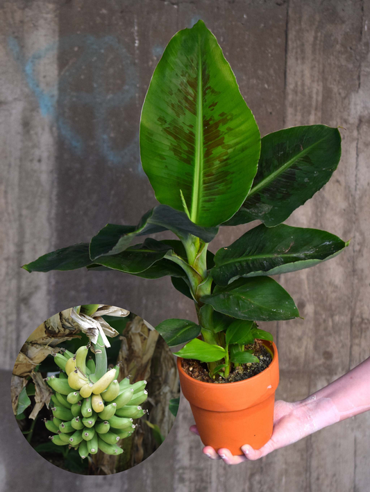 Bananplanta 'Musa Dwarf Cavendish' ätbar