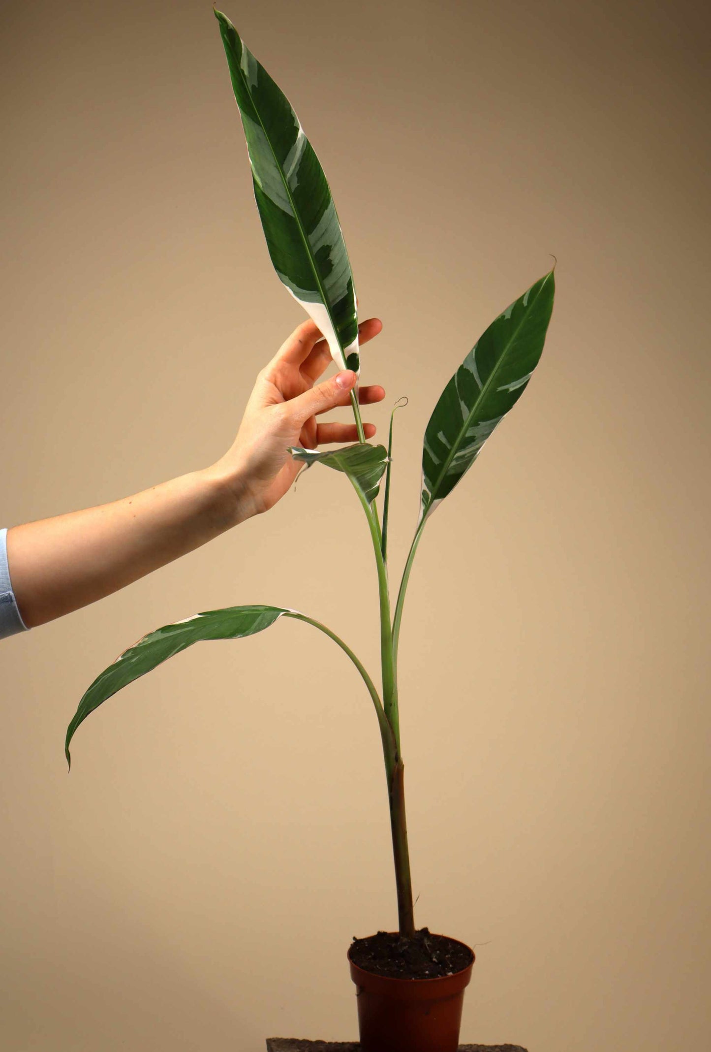 Musa 'Florida Variegata' (Variegated banana plant)