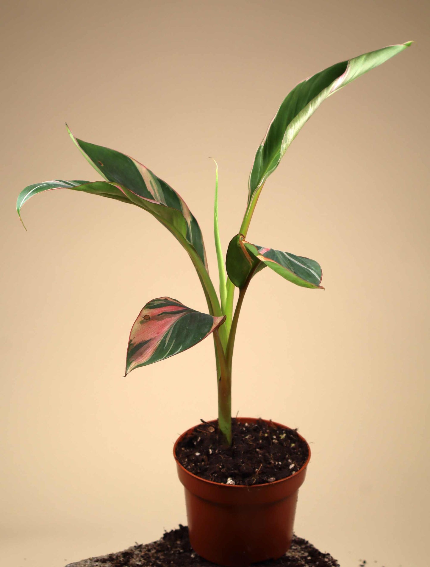 Musa Nono 'Hot pink banana'