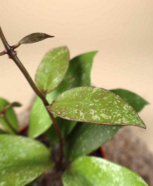 Hoya nabawanensis "splash"