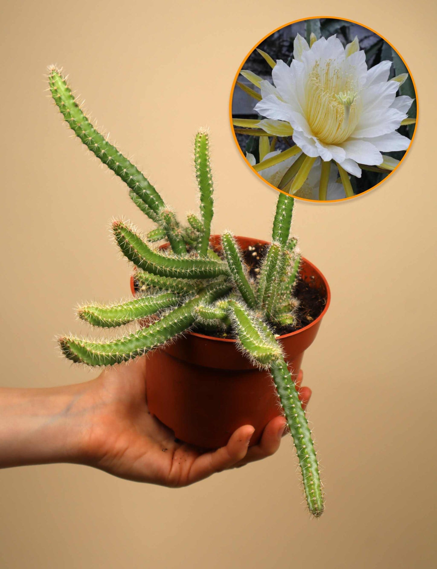Selenicereus grandiflorus 'Queen of the Night'