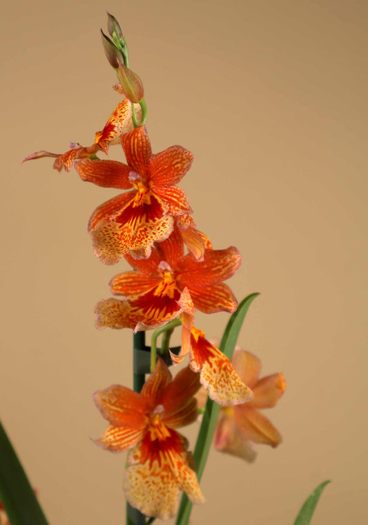 Oncidopsis Nelly Isler
