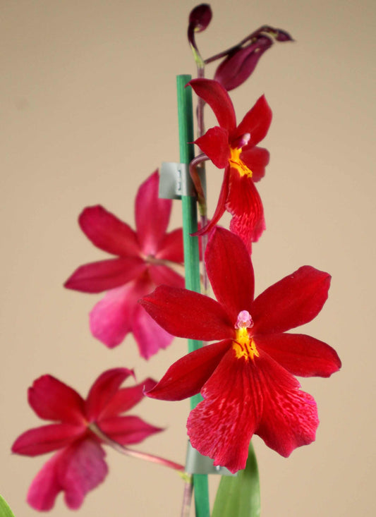 Oncidopsis Nelly Isler