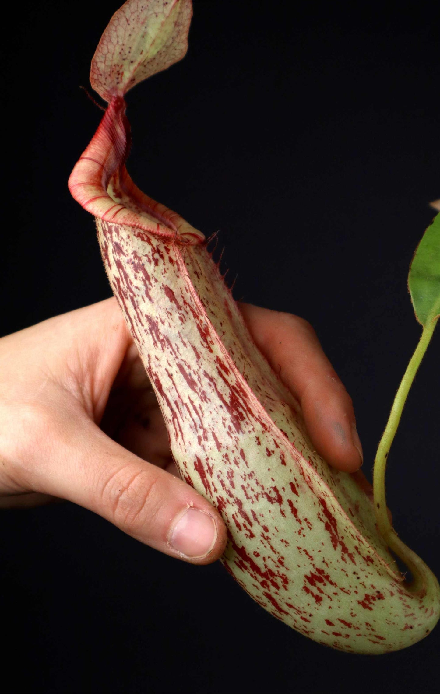Nepenthes x Mojito kannranka