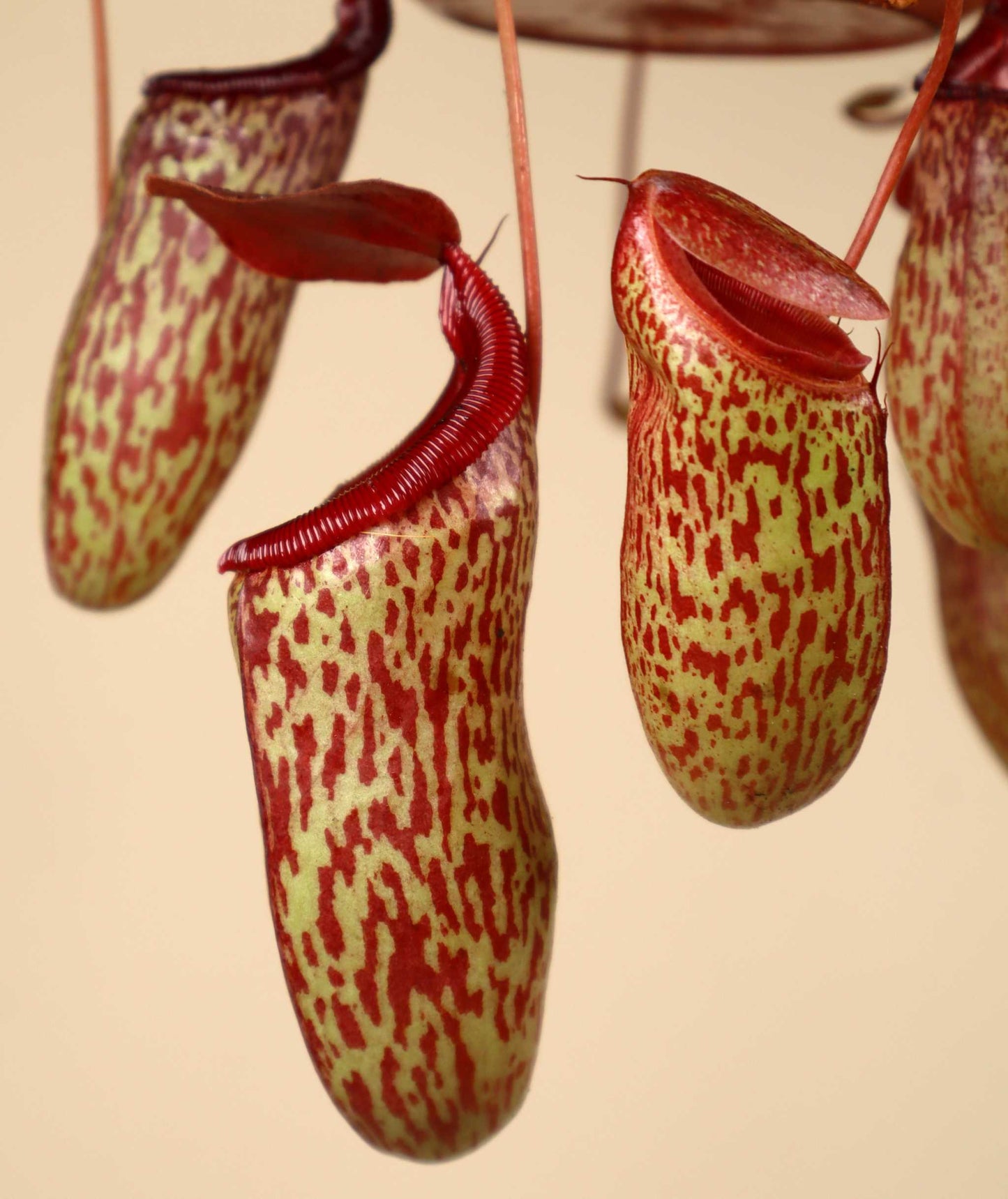 Nepenthes × 'Sam'