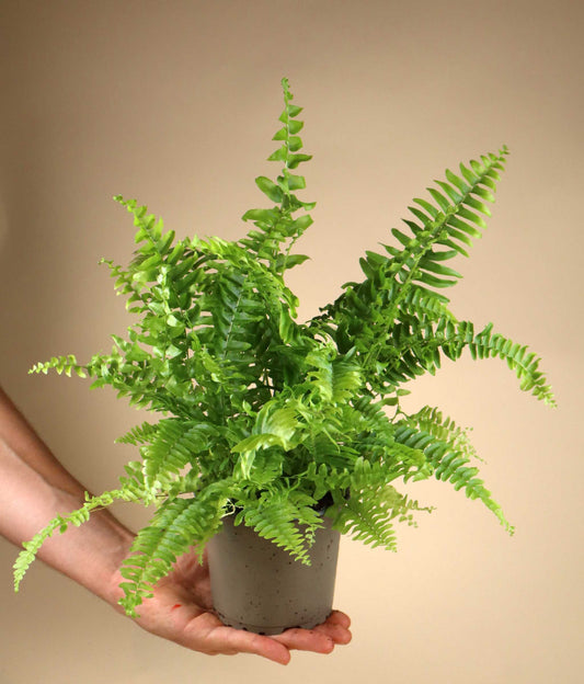 Nephrolepis exaltata 'spjutbräken'