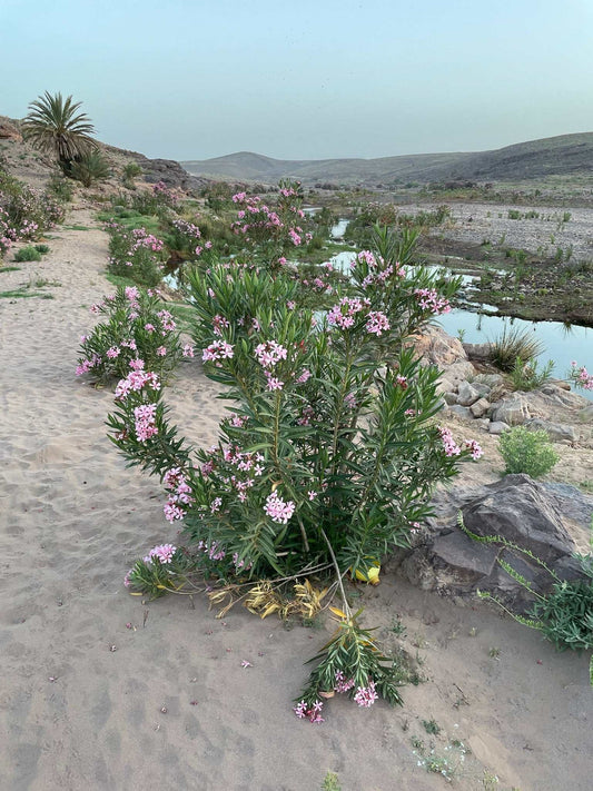 Nerium oleander