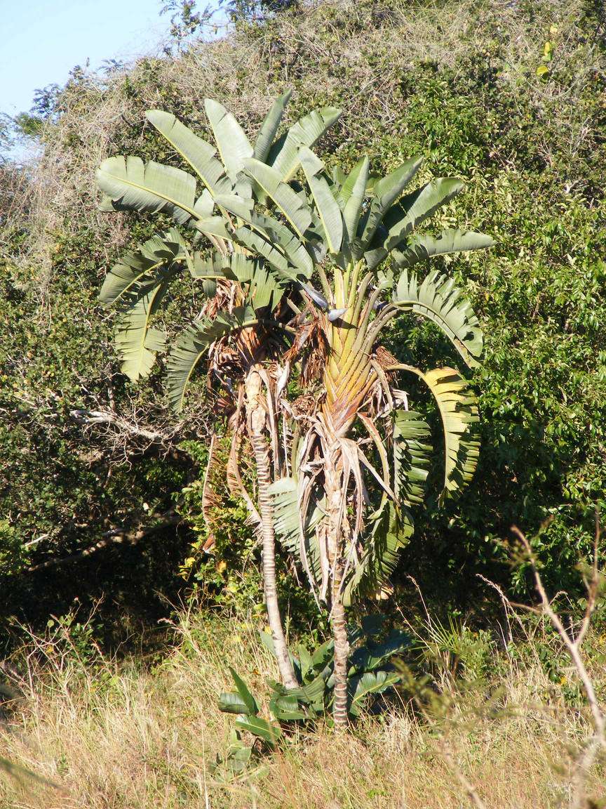 Papageienblume 'Strelitzia Nicolai'