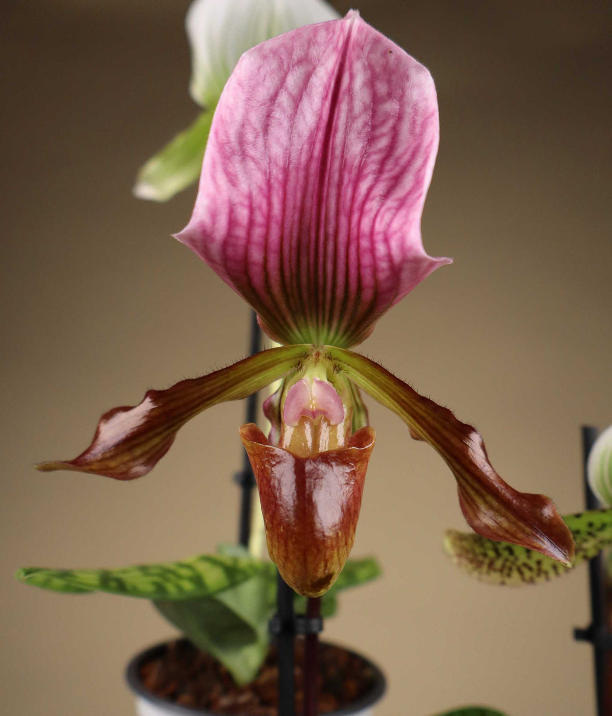 Paphiopedilum mix