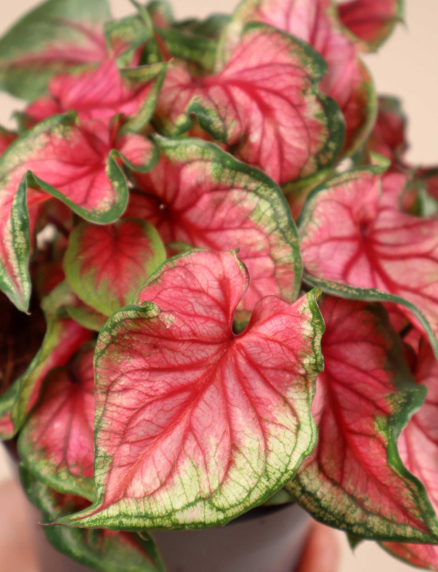 Caladium bicolor
