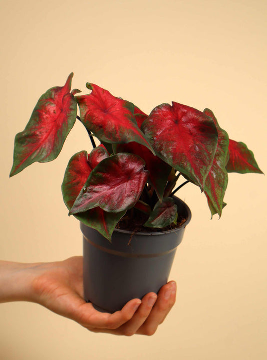 Caladium bicolor