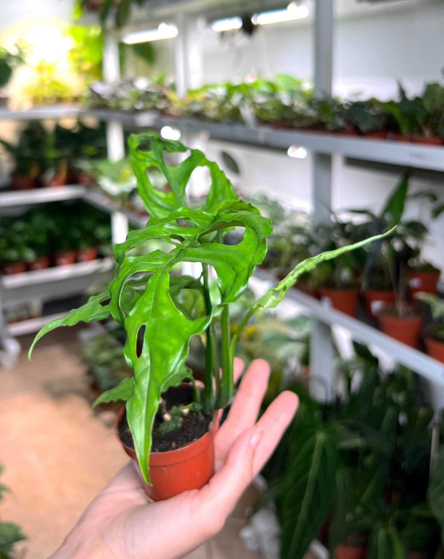 Monstera obliqua 'Peru'